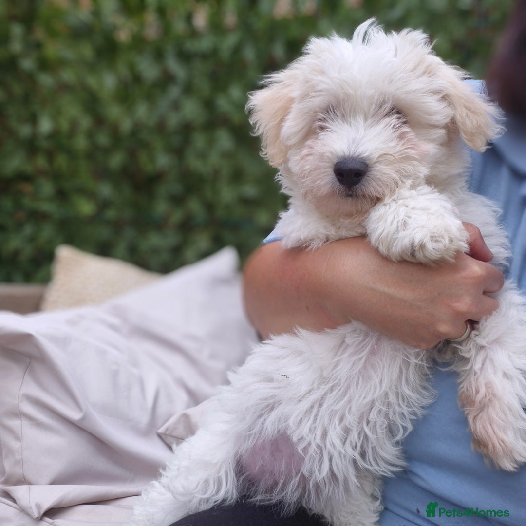 Mixed Breed dogs for sale: Gorgeous little girls in Liverpool - Image 23