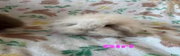 Mini Lion Lop rabbits for sale: Adorable lion lops  - Advert 1