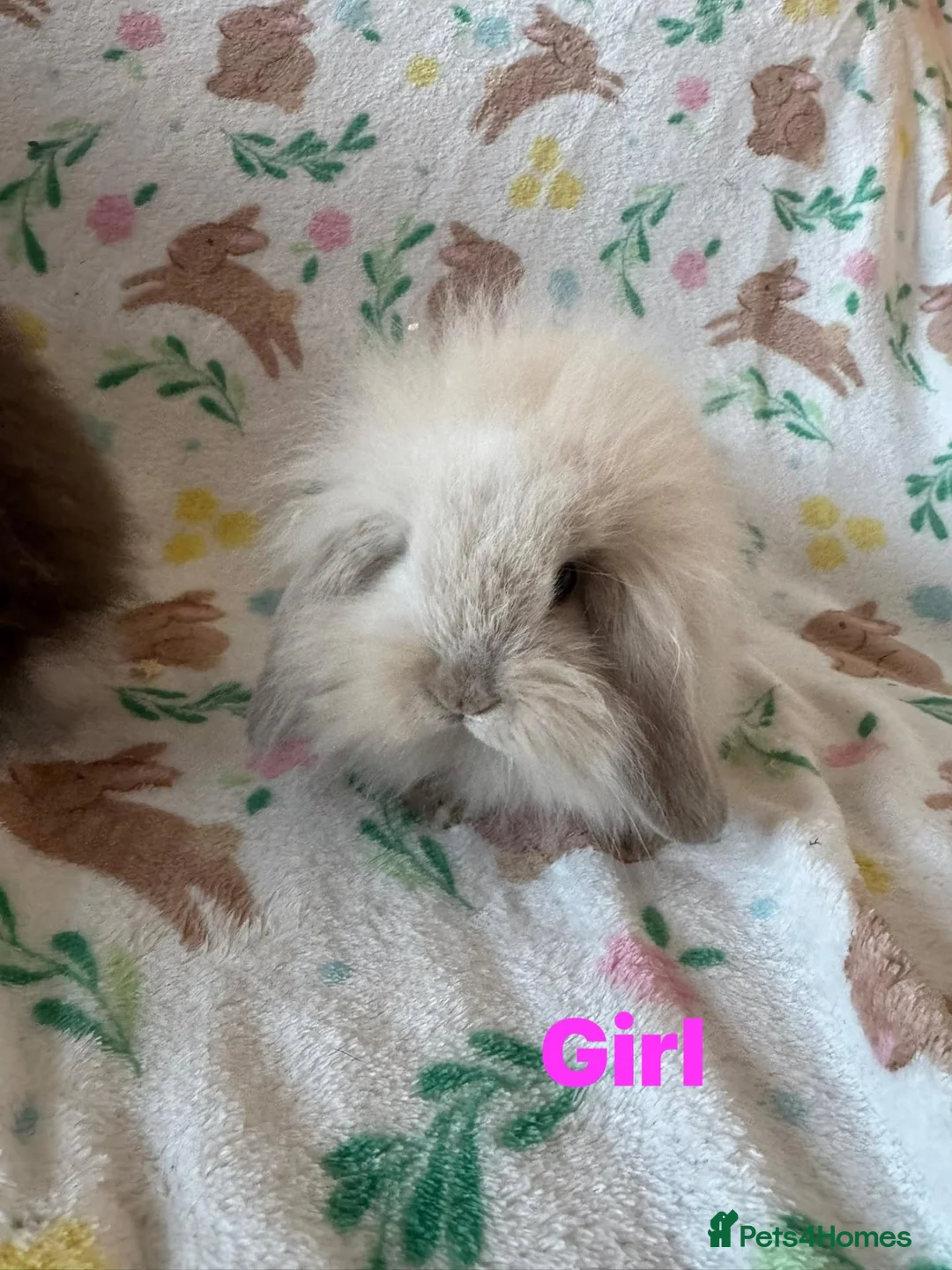 Mini Lion Lop rabbits for sale: Adorable lion lops  - Advert 1