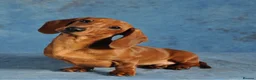 Miniature Dachshund dogs for stud: Kc reg IVDD screened pra clear mini smooth  in Newton Abbot - Advert 22