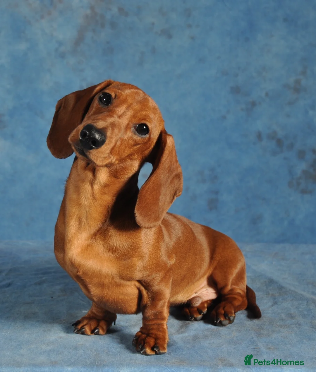 Miniature Dachshund dogs for stud: Kc reg IVDD screened pra clear mini smooth  in Newton Abbot - Advert 22