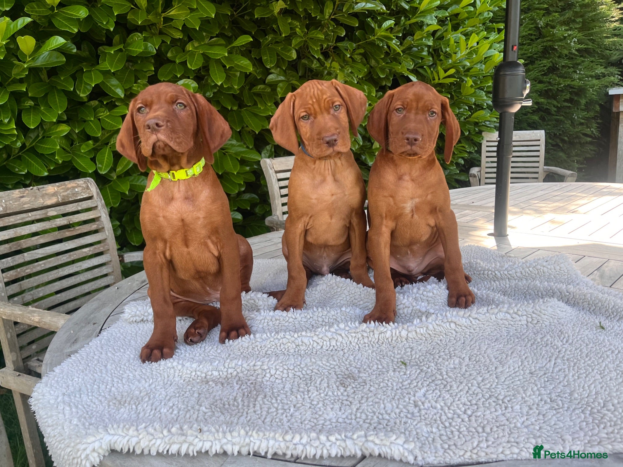 Hungarian Vizsla dogs Handsome Boys 🩵 - Advert 2