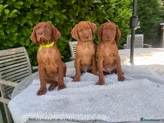 Hungarian Vizsla dogs Handsome Boys 🩵 - Advert 1