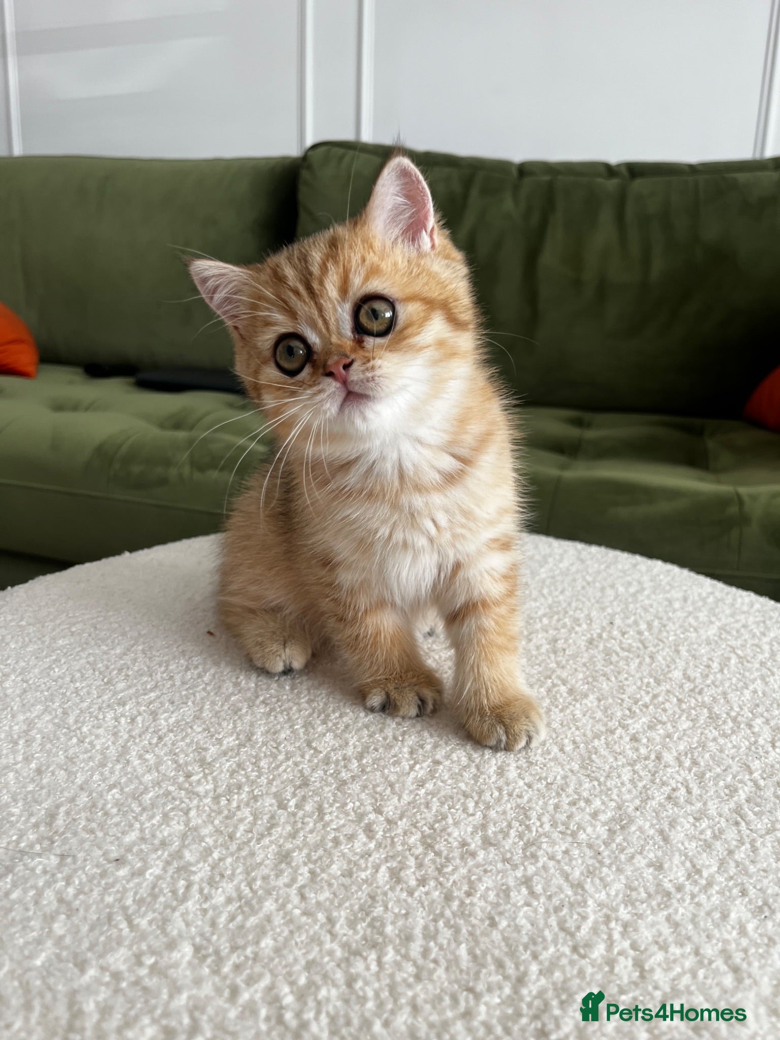 British Shorthair cats 1 female left Black golden shaded GCCF registered  - Advert 5