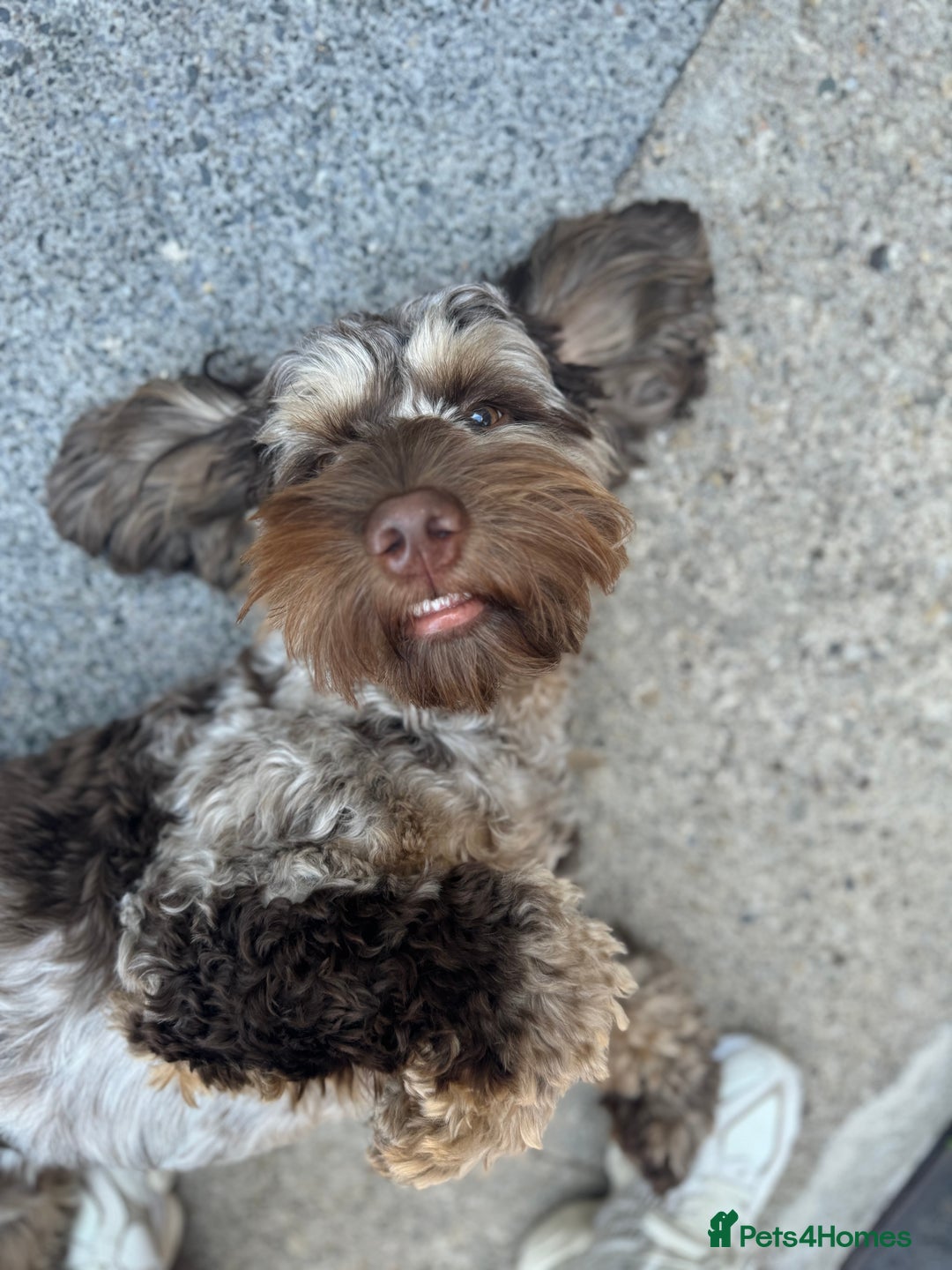 Cockapoo dogs for stud: STUD - Cockapoo (Chocolate Merle)  - Image 6