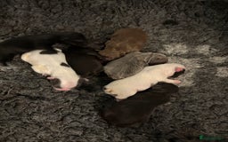 French Bulldog dogs for sale: KC fluffy French bulldog puppies - Image 6