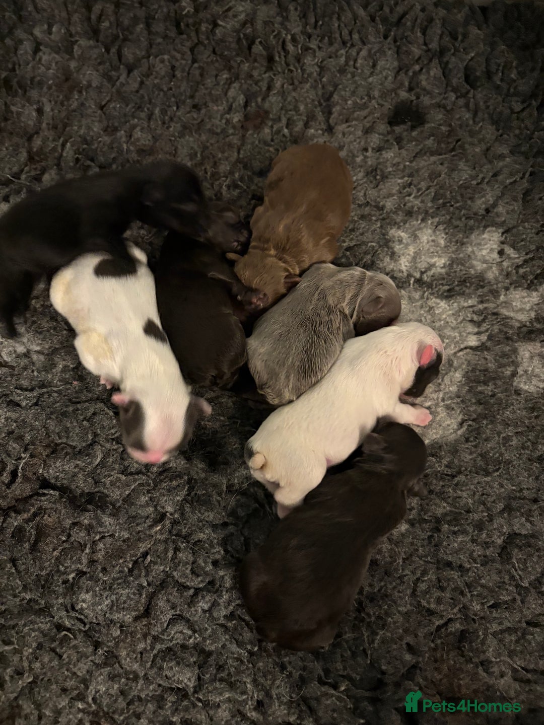 French Bulldog dogs for sale: KC fluffy French bulldog puppies - Image 6