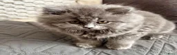 British Longhair cats for sale: Gorgeous Blue British longhair ready now  - Advert 6