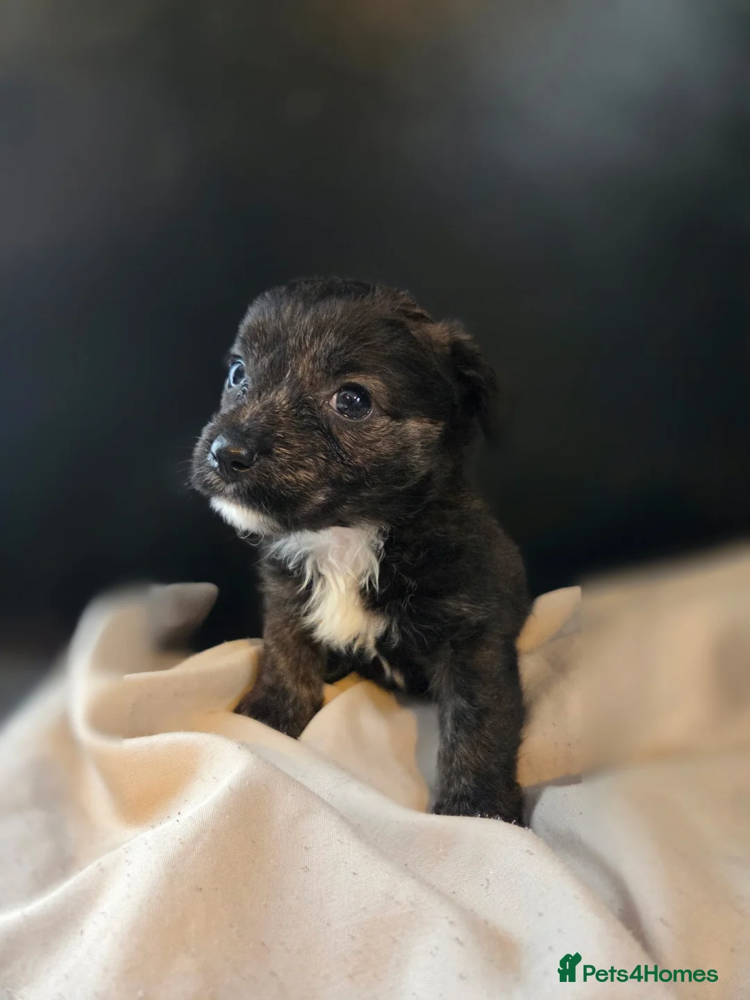 Mixed Breed dogs for sale: West Highland Terrier mixed puppies READY SUNDAY!! - Advert 5