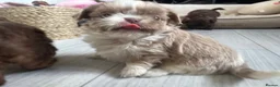 Shih Tzu dogs for sale: 🐶💕 BEAUTIFUL SHIH TZU PUPPIES – 7 GIRLS! 💕🐶 - Advert 22