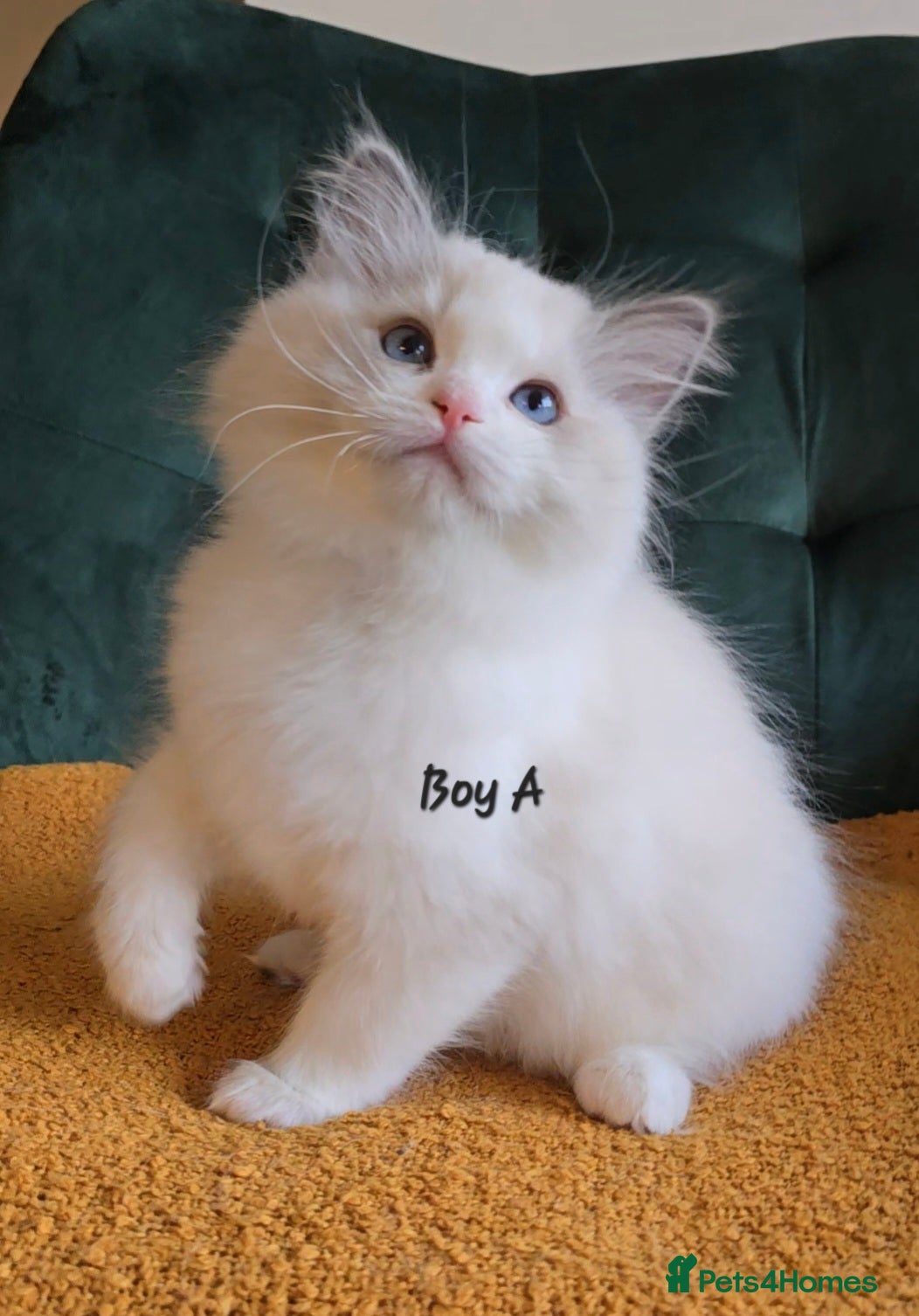 Ragdoll cats Show quality kittens ready 22nd - Advert 3