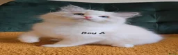 Ragdoll cats for sale: Show quality kittens ready 22nd - Advert 3