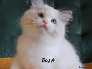 Ragdoll cats Show quality kittens ready 22nd - Advert 3