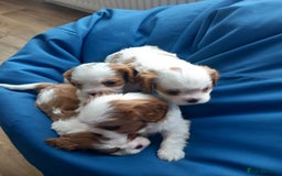 Cavalier King Charles Spaniel dogs for sale: 4 beautiful king charles boys  - Image 6