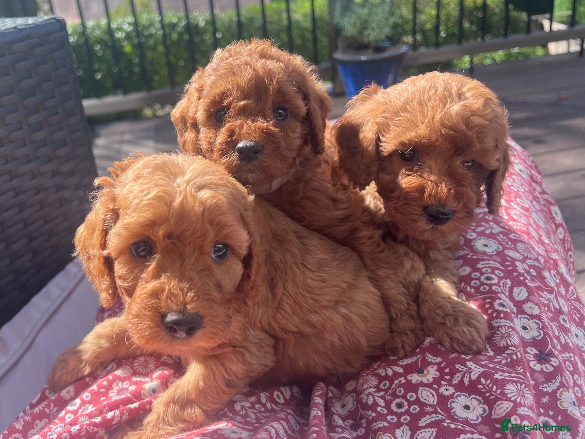 Cockapoo dogs A** Adorable Cockerpoo Puppies  - Advert 1