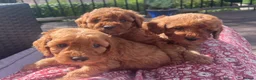 Cockapoo dogs for sale: A** Adorable Cockerpoo Puppies  - Advert 1