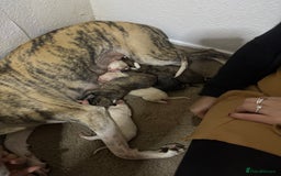 Whippet dogs for sale: 6x full breed pure whippet pedigree female pups - Image 5