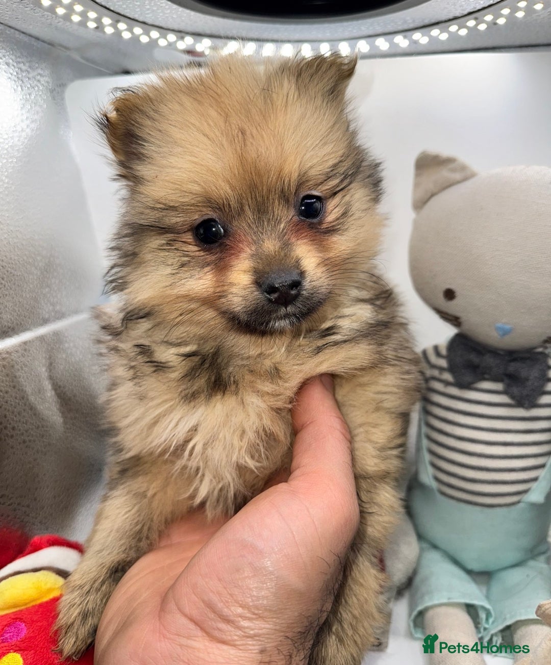 Pomeranian dogs for sale: 6 Adorable Mini/Tiny/ Fluffy Pomeranian Puppies  - Advert 32