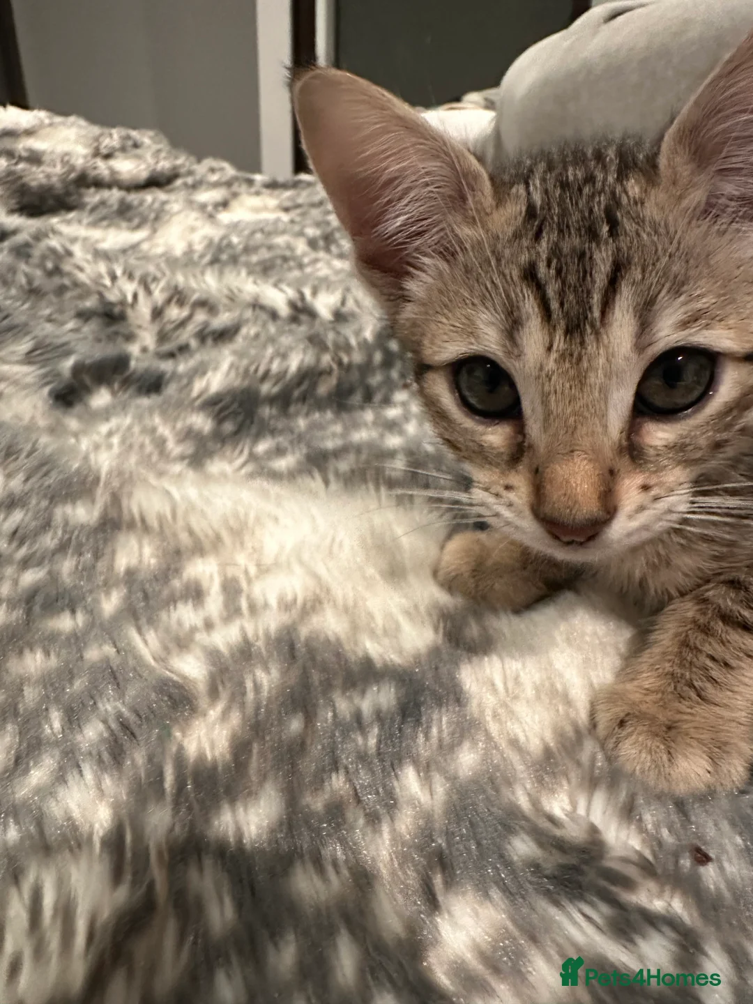 Bengal cats for sale: Sepia Bengal X Savannah kittens Extremely rare  - Advert 9