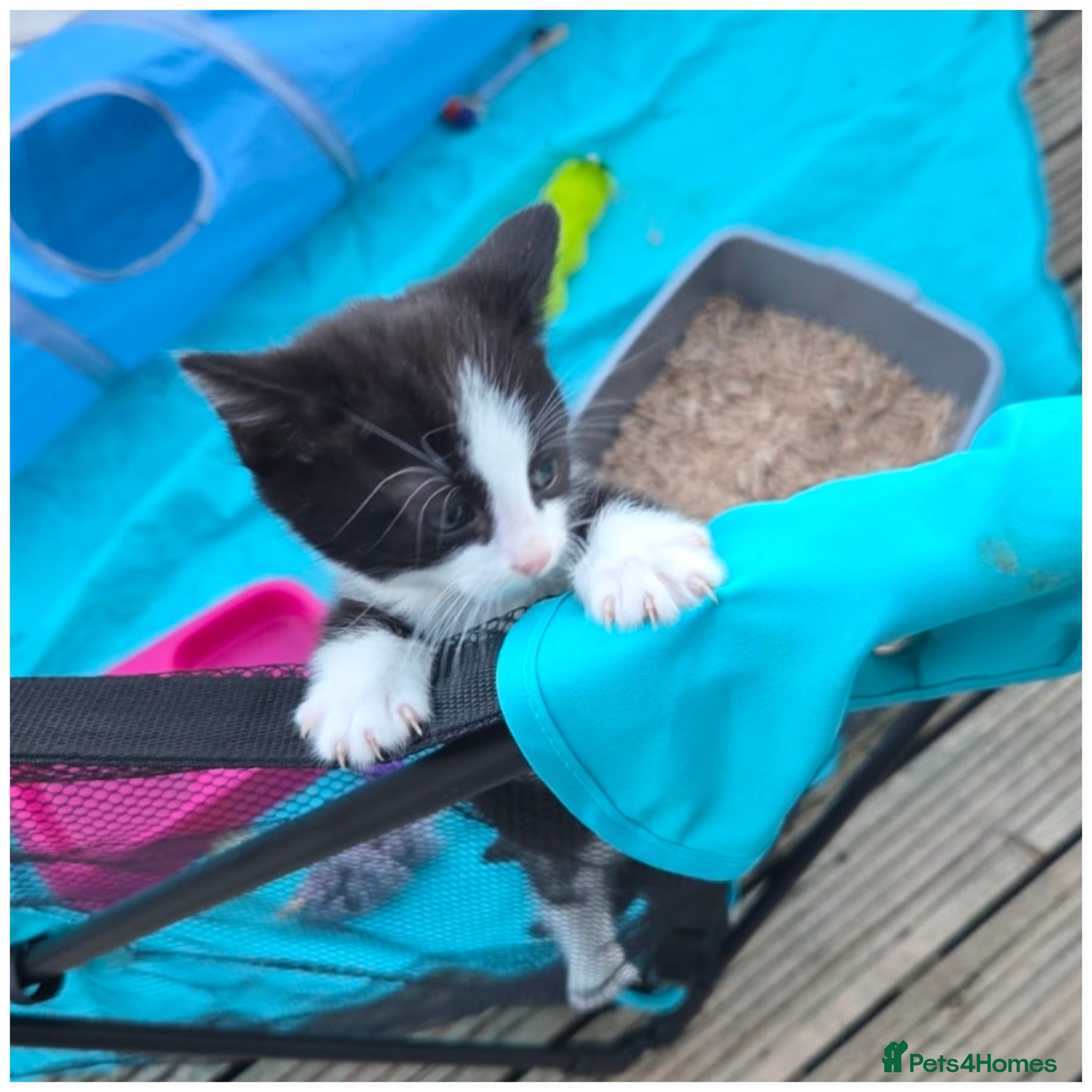 Mixed Breed cats Black and white male kitten - Advert 11