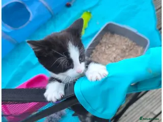 Mixed Breed cats Black and white male kitten - Advert 11