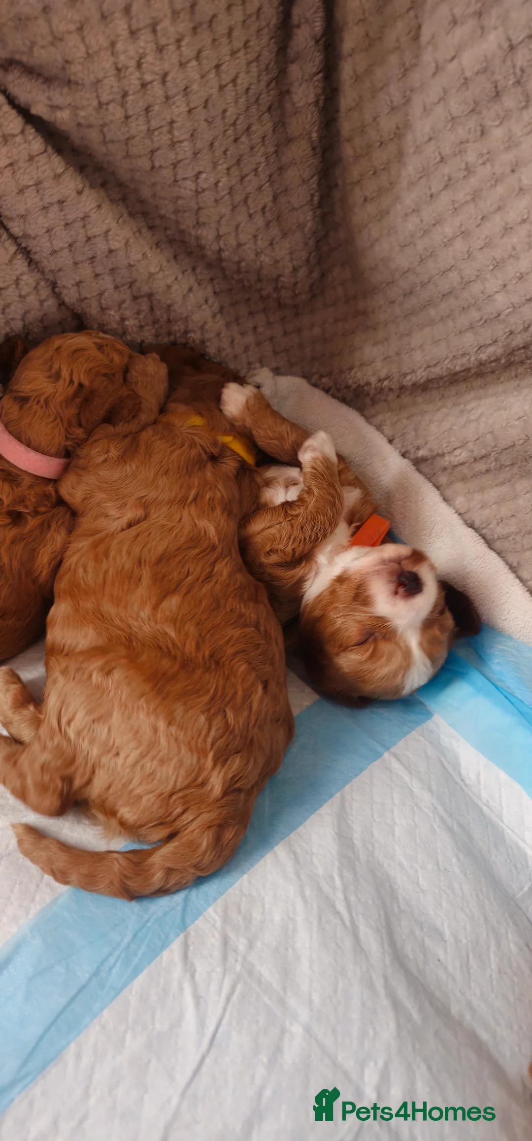 Cavapoo dogs for sale: Cavapoo for sale - Advert 16