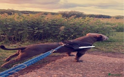 Staffordshire Bull Terrier dogs for stud: KC REGISTERED BLUE STAFFORDSHIRE TERRIER  in Burton-on-Trent - Image 7