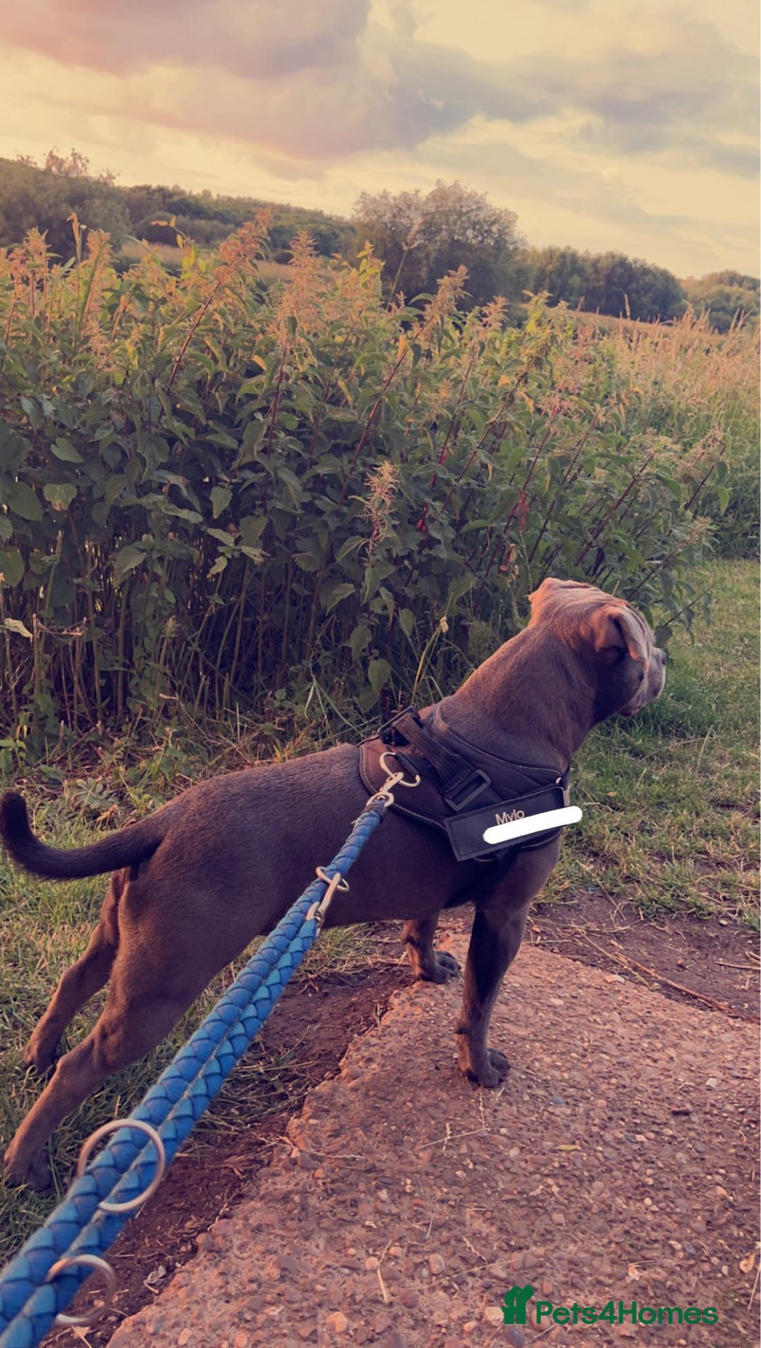Staffordshire Bull Terrier dogs for stud: KC REGISTERED BLUE STAFFORDSHIRE TERRIER  in Burton-on-Trent - Image 7