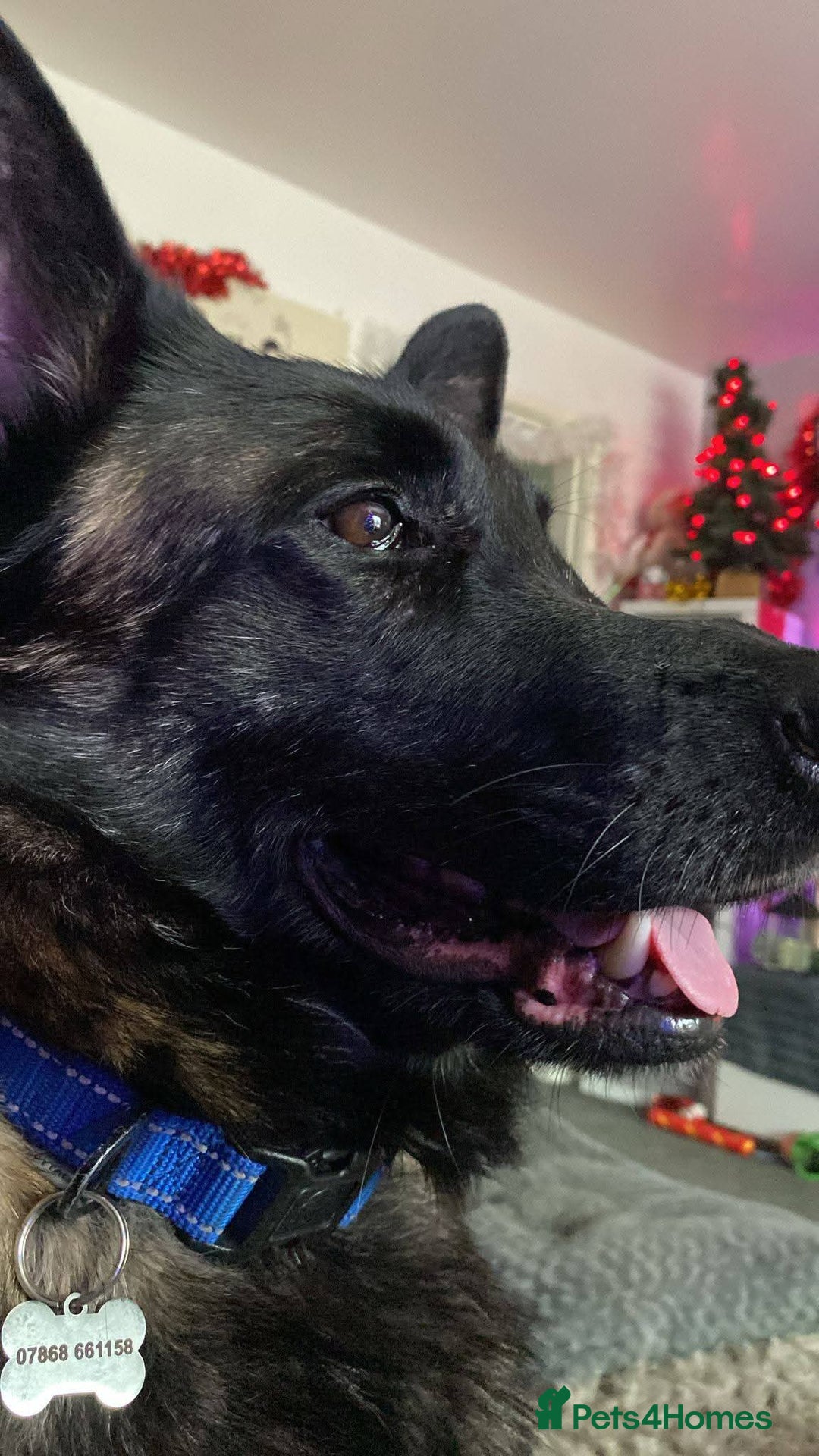 Mixed Breed dogs for adoption: Meet Otis, currently residing in West Yorkshire - Advert 4