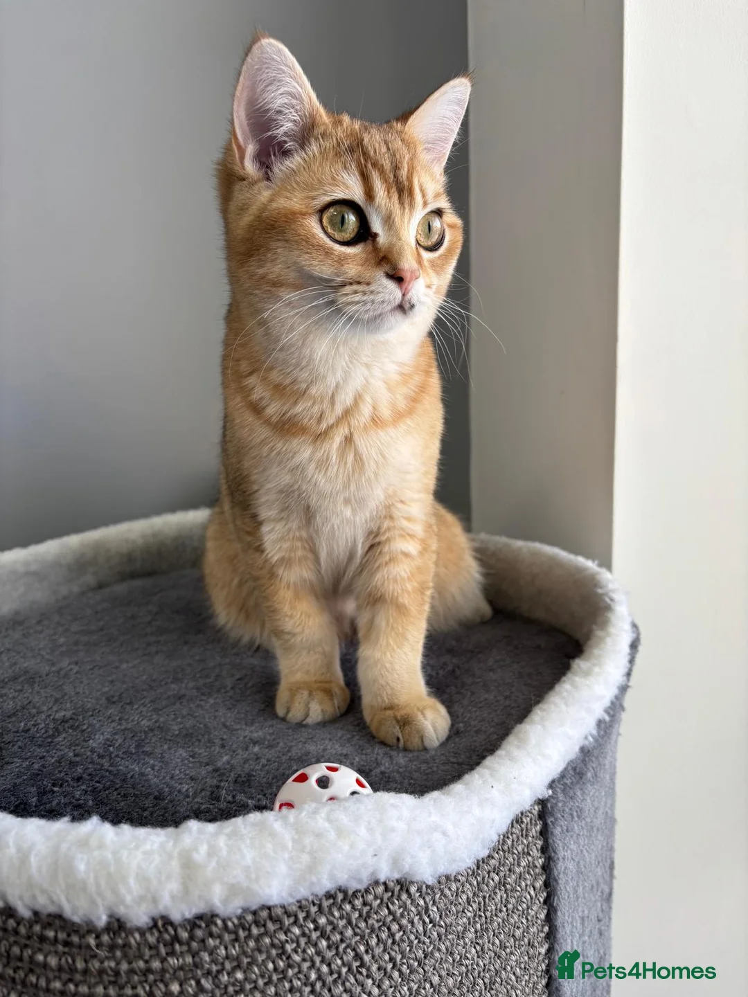 British Shorthair cats for sale: Rare Bonded Pair British Shorthairs - Advert 2