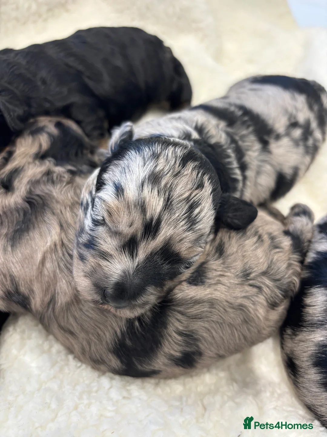 Maltipoo dogs for sale: 💎 Adorable Maltipoo Puppies ❤️ - Advert 11