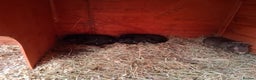 Guinea Pig rodents for sale: 11 baby guinea pigs for sale - Advert 2