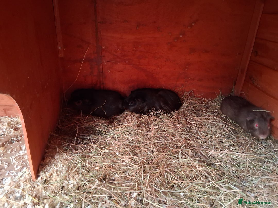 Guinea Pig rodents for sale: 11 baby guinea pigs for sale - Advert 2