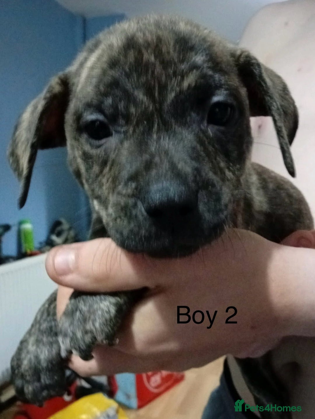 Mixed Breed dogs for sale: Staff x American pocket bully pups  - Image 13