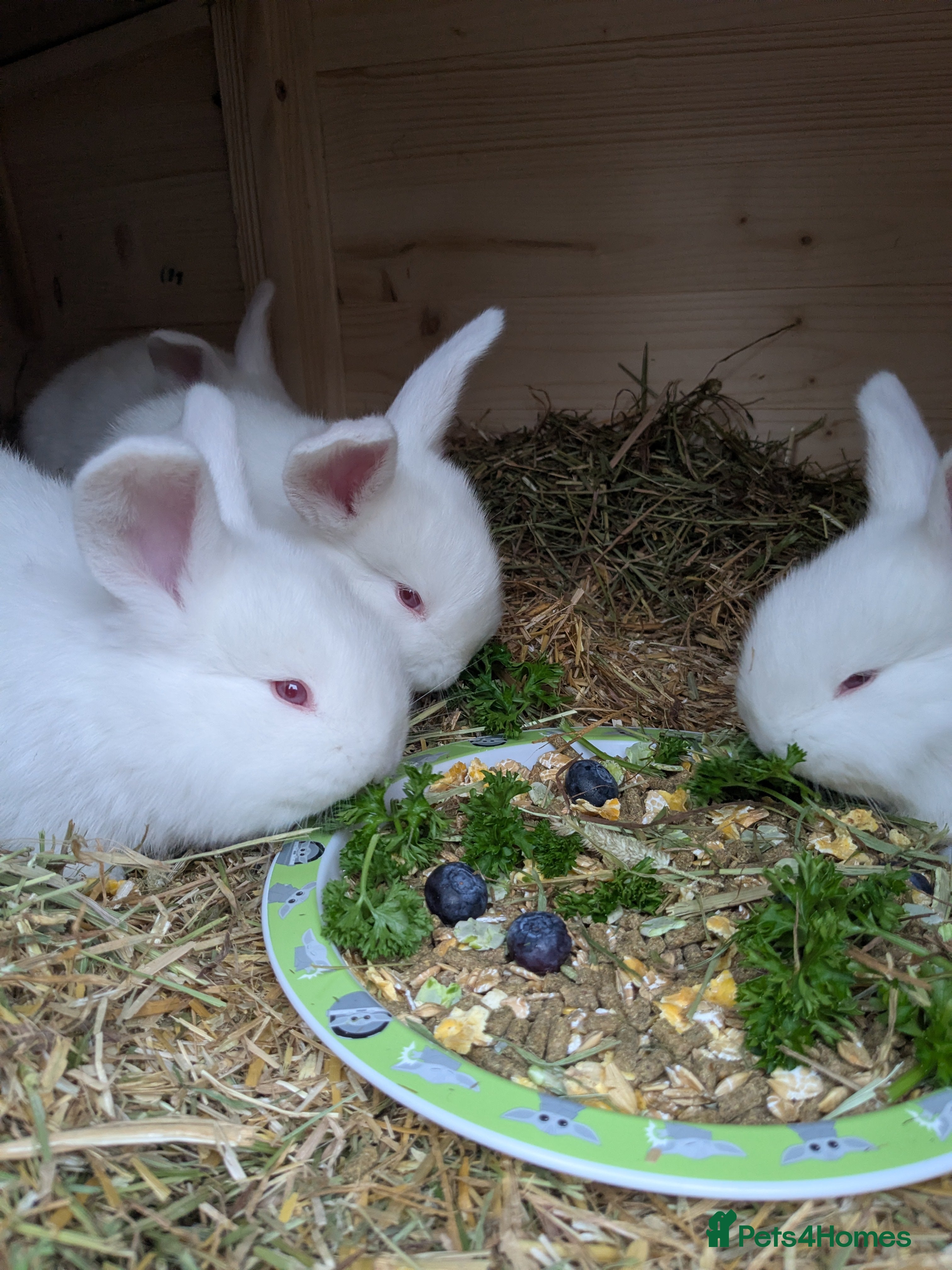 New Zealand rabbits New Zealand white/Flemish giant babies for sale - Advert 1