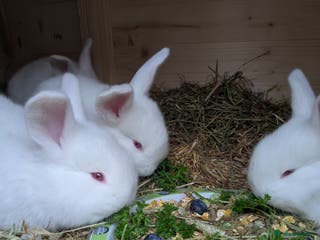 New Zealand rabbits New Zealand white/Flemish giant babies for sale - Advert 1