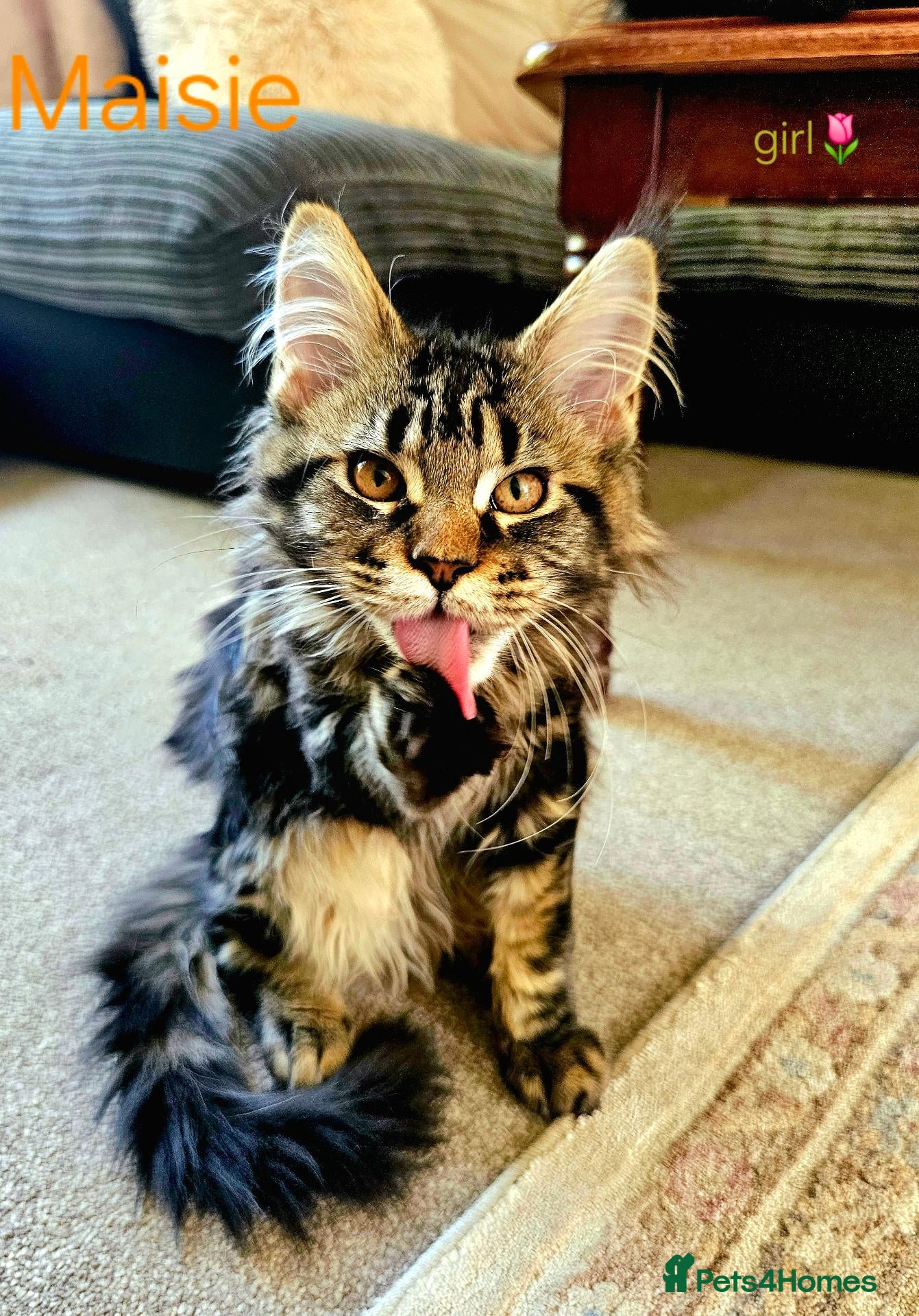 Maine Coon cats ✨ Meet Our Magnificent Maine Coon Kittens ✨ - Advert 14