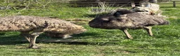 Emus poultry for sale: Emu Chicks in Tonbridge - Advert 5