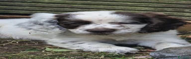 Liver Roan