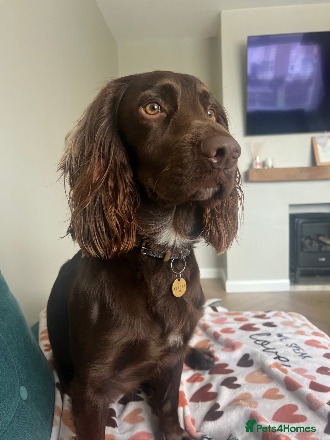Cocker Spaniel dogs for stud: Cocker spaniel stud - Image 5
