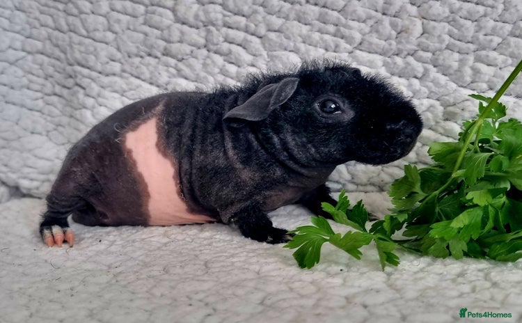 Guinea Pig rodents - Advert 7
