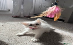 Maine Coon cats for sale: Ready Now! White Maine Coon x Ragdoll 🐱 - Image 2