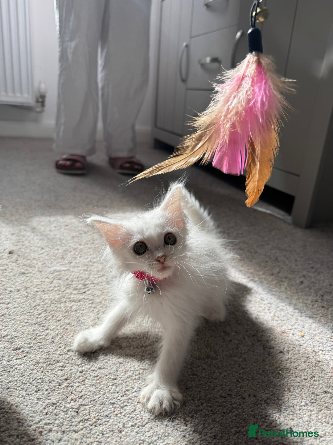 Maine Coon cats for sale: Ready Now! White Maine Coon x Ragdoll 🐱 - Image 2
