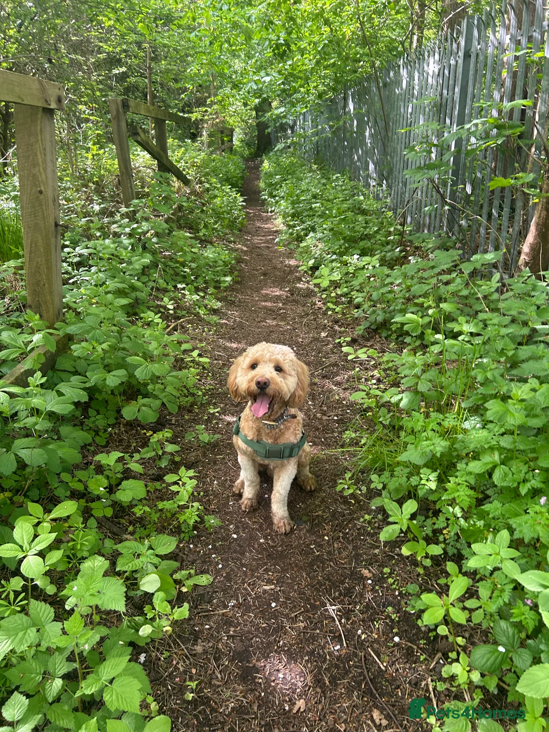 Goldendoodle dogs for sale: Goldendoodle Rehome - Advert 4