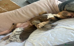 American Bully dogs for sale: Pocket Bully Litter - Image 3