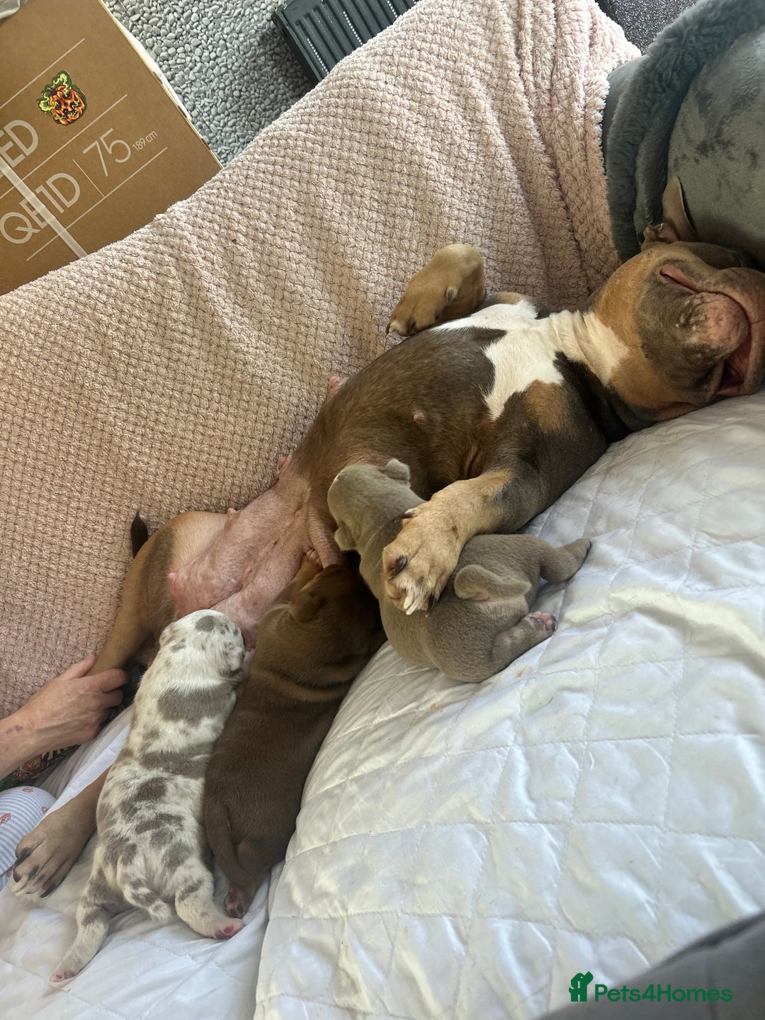 American Bully dogs for sale: Pocket Bully Litter - Image 3