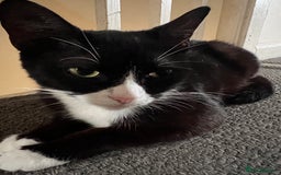 Mixed Breed cats for sale: Adult cat and kitten for sale - Image 4
