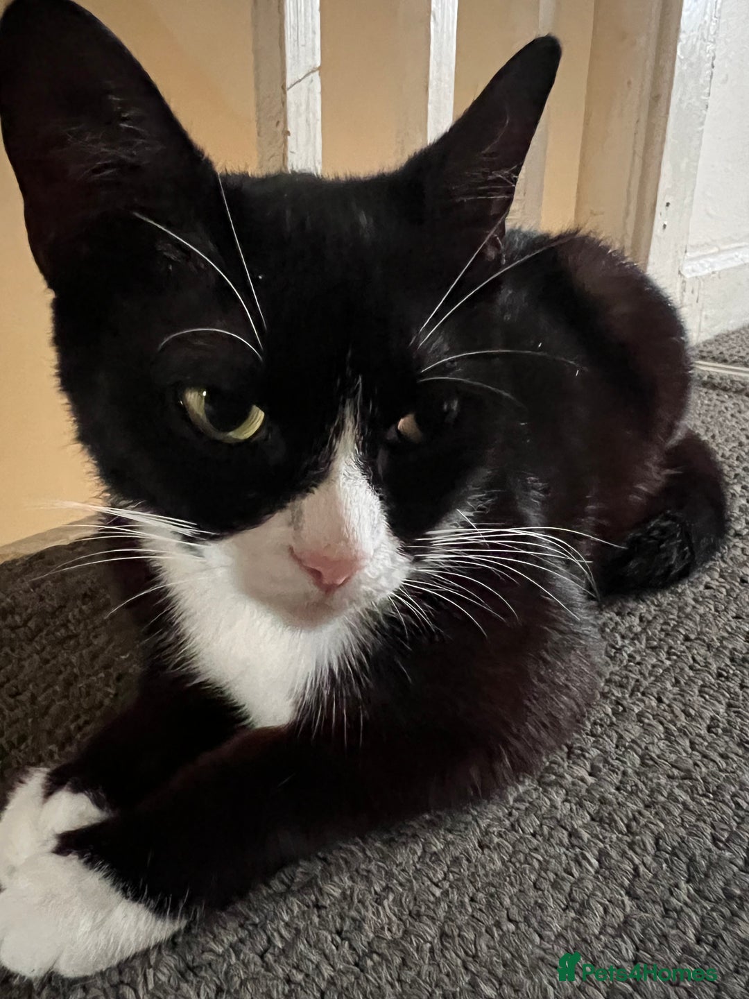 Mixed Breed cats for sale: Adult cat and kitten for sale - Image 4