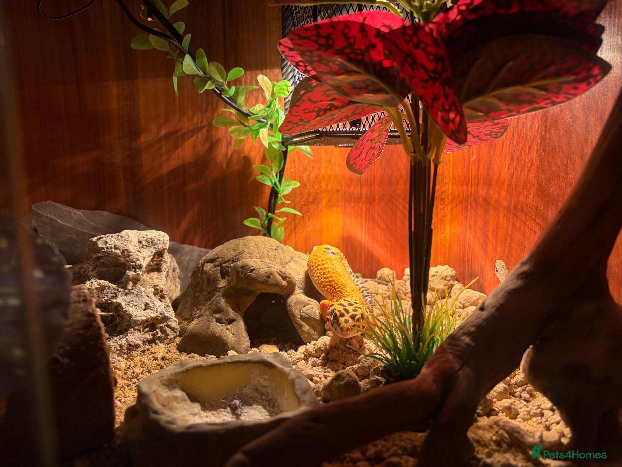 Leopard Gecko reptiles Leopard Gecko + Full Setup - Advert 1