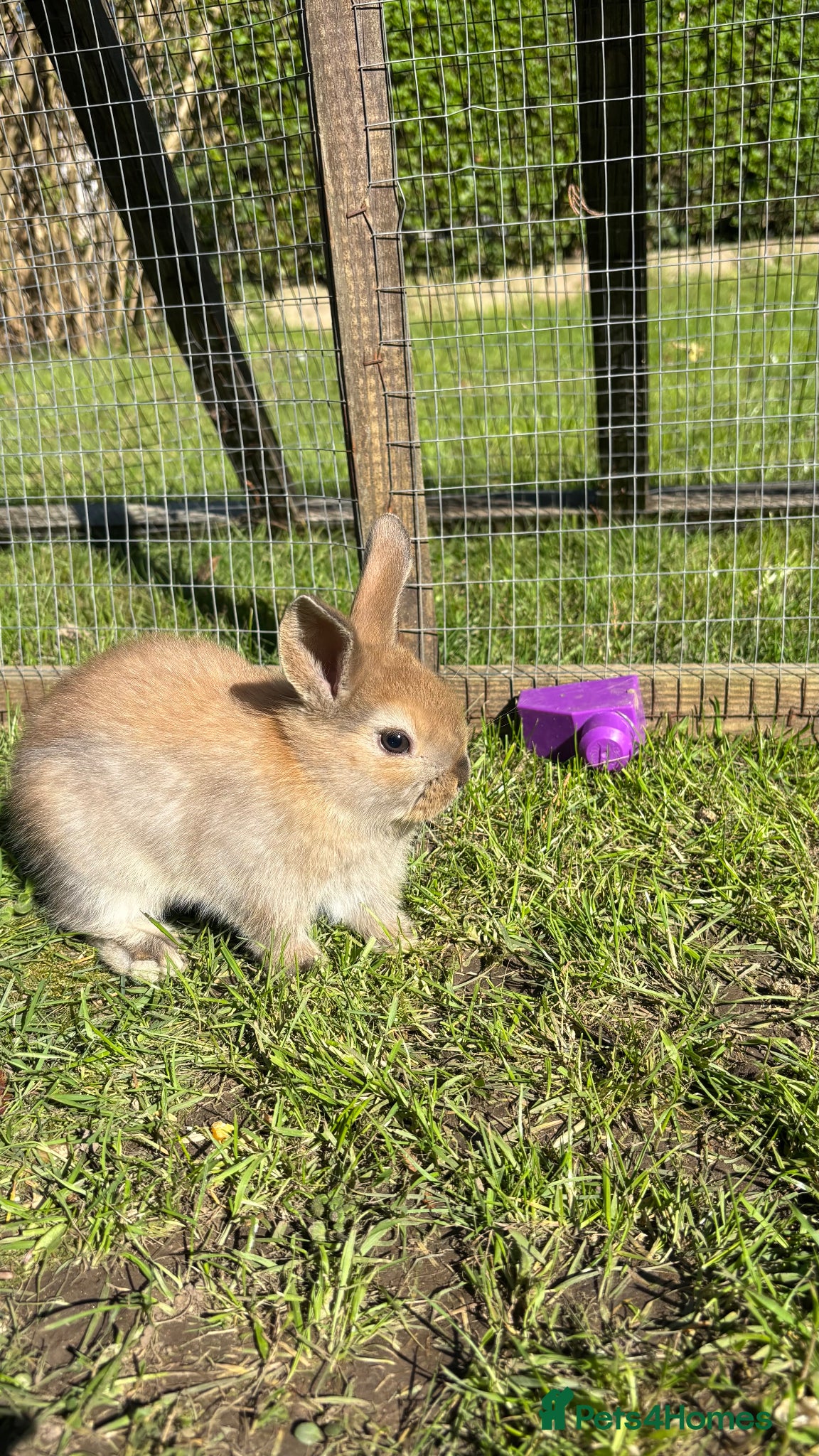 Mixed Breed rabbits Mini Lop CROSS Netherland. - Advert 13